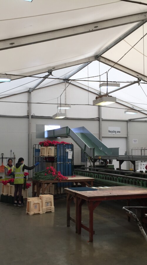 Temporary-manufacturing-building
